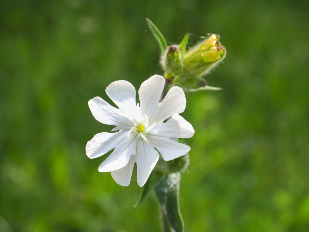 Silene latifolia, with very white flower and buds, close up. White Campion, five petal wildflower, are stickily-hairy, herbaceous, perennial, dioecious, flowering, plug plant in Caryophyllaceae family