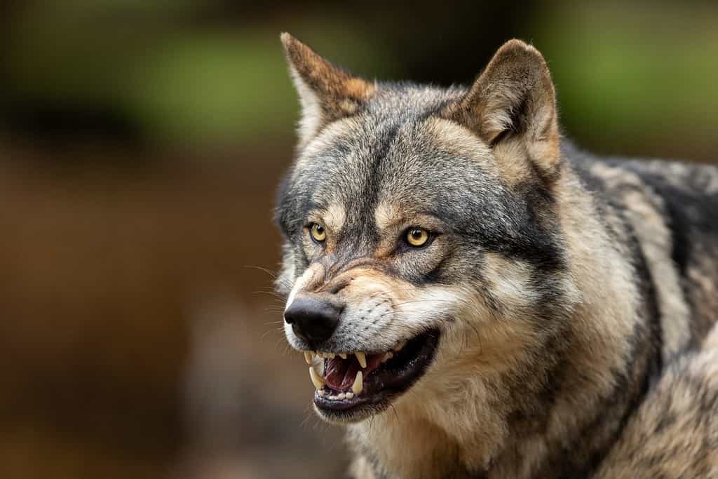 Portrait of a Grey wolf angry in the forest