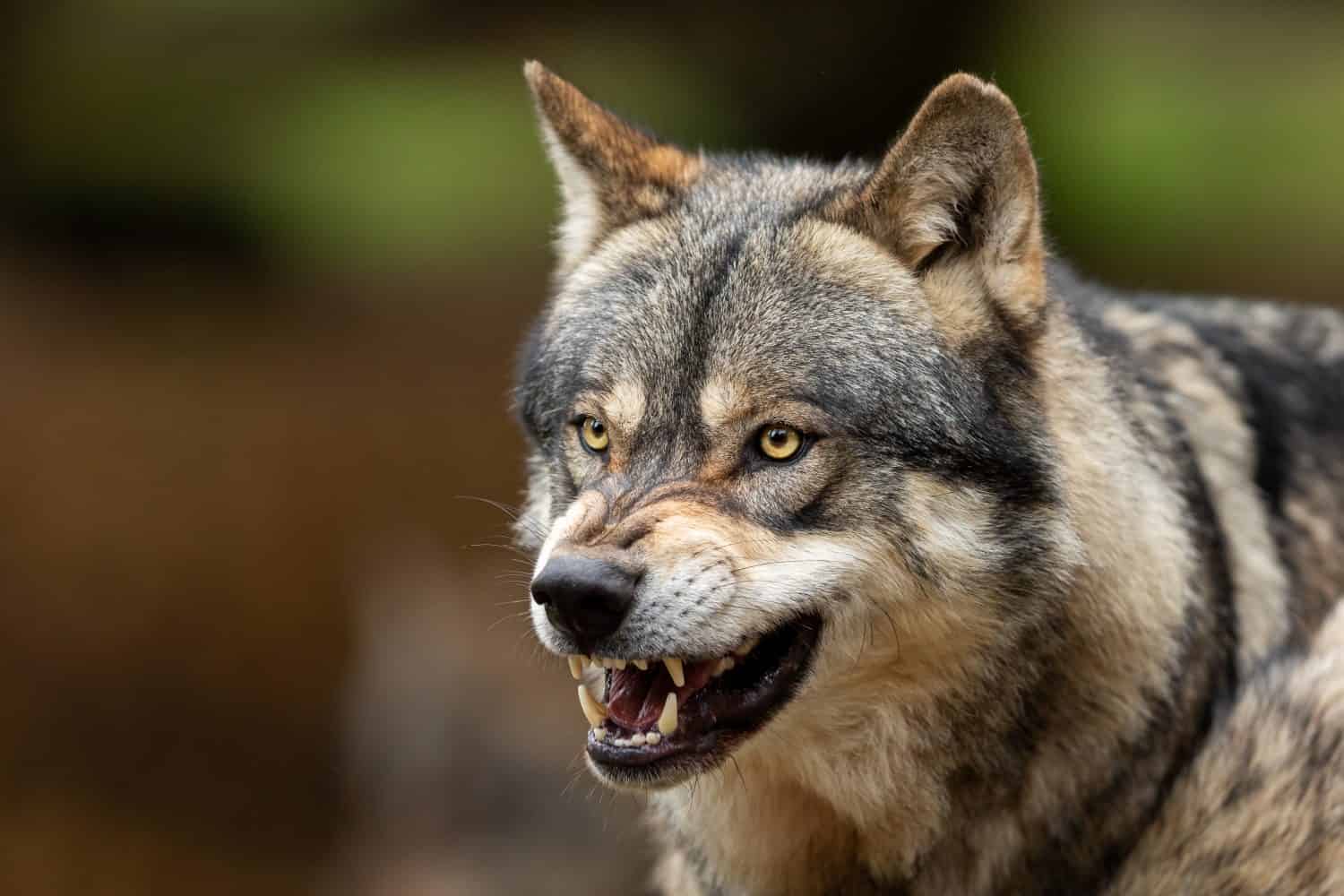 Portrait of a Grey wolf angry in the forest