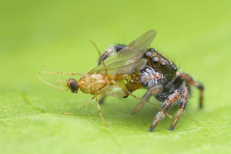 cute baby jumping spider eating prey on green leaf background in nature