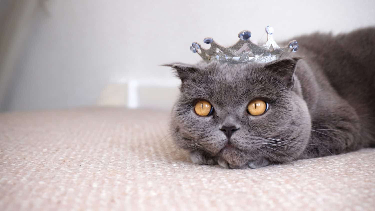 Grey Scottish Fold cute cat lying on the floor with princess tiara