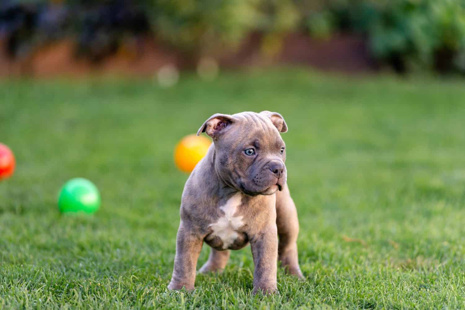 Little american bulli puppy walks on the grass in the park.