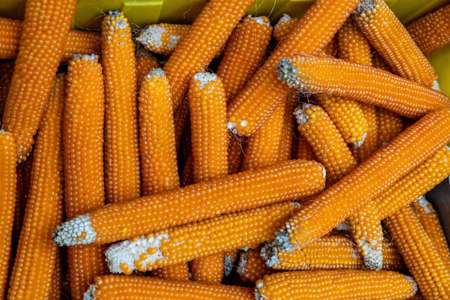 Flint corn orange color for sale at an open air farmers market stall, full background, closeup top view