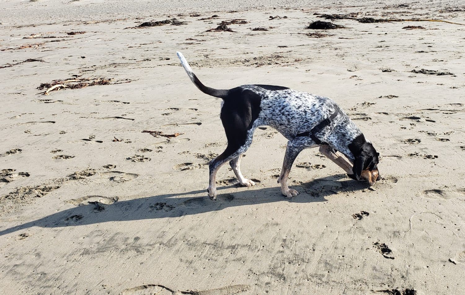 Bluetick Coonhound at dog beach in Morro Bay, California, on a beautiful sunny day.