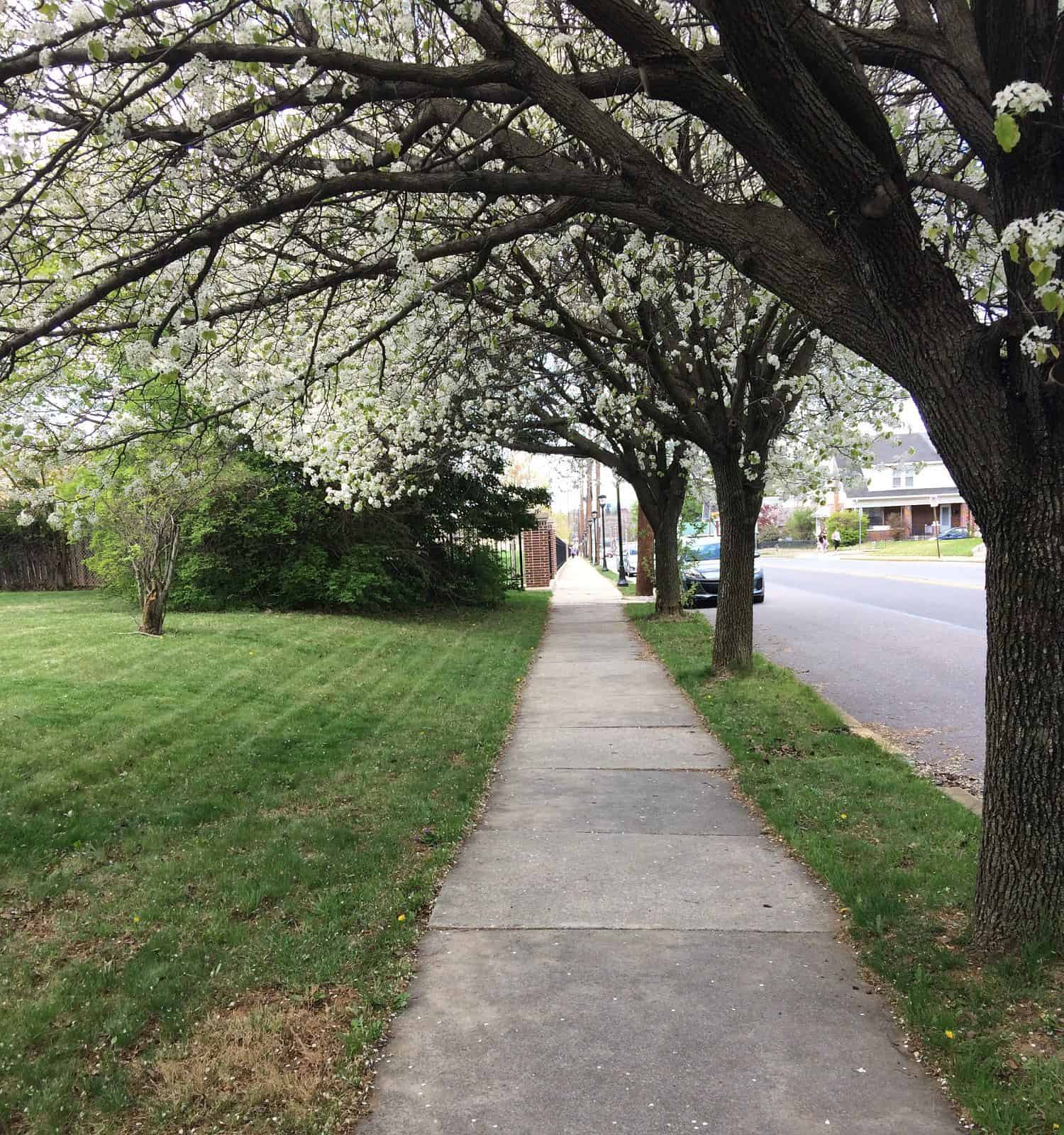 Natural trees in the springtime at york college of Pennsylvania