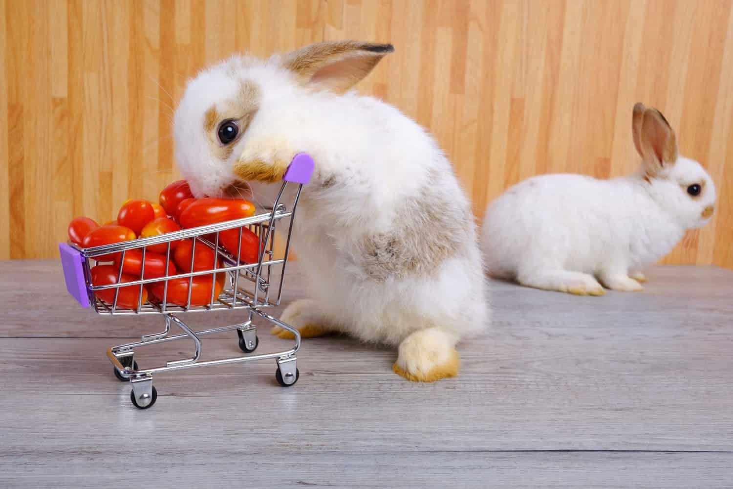 White rabbits and tomatos in Shopping Cart Trolley Mock Up.