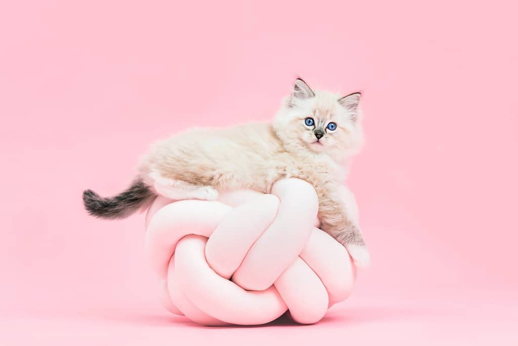 Ragdoll cat, small cute kitten portrait on funny knott pillow on pink background. Pedigree pet