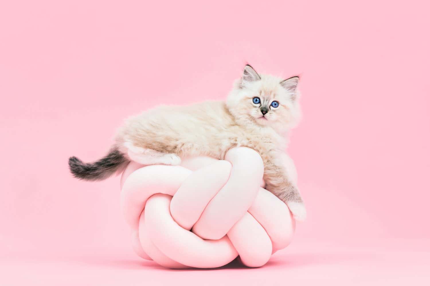 Ragdoll cat, small cute kitten portrait on funny knott pillow on pink background. Pedigree pet