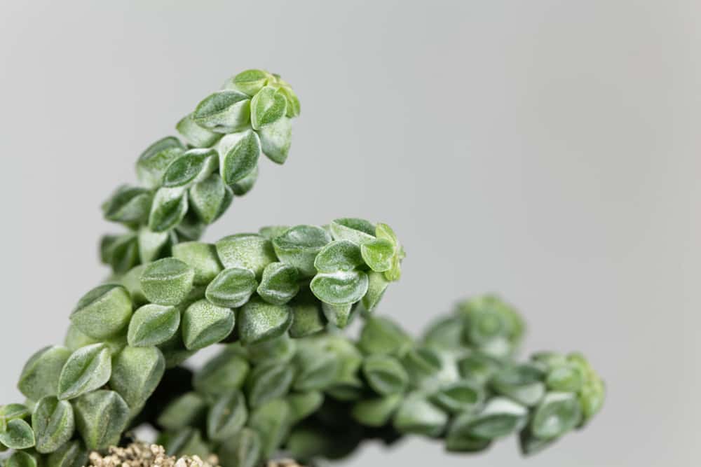 Macro photo of the radiator plant Peperomia columella, a small succulent plant from South America.