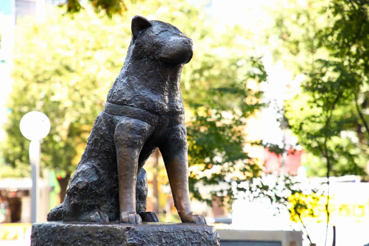 Hachiko dog statue In front of Shibuya Station Made from bronze Is a symbol of honesty