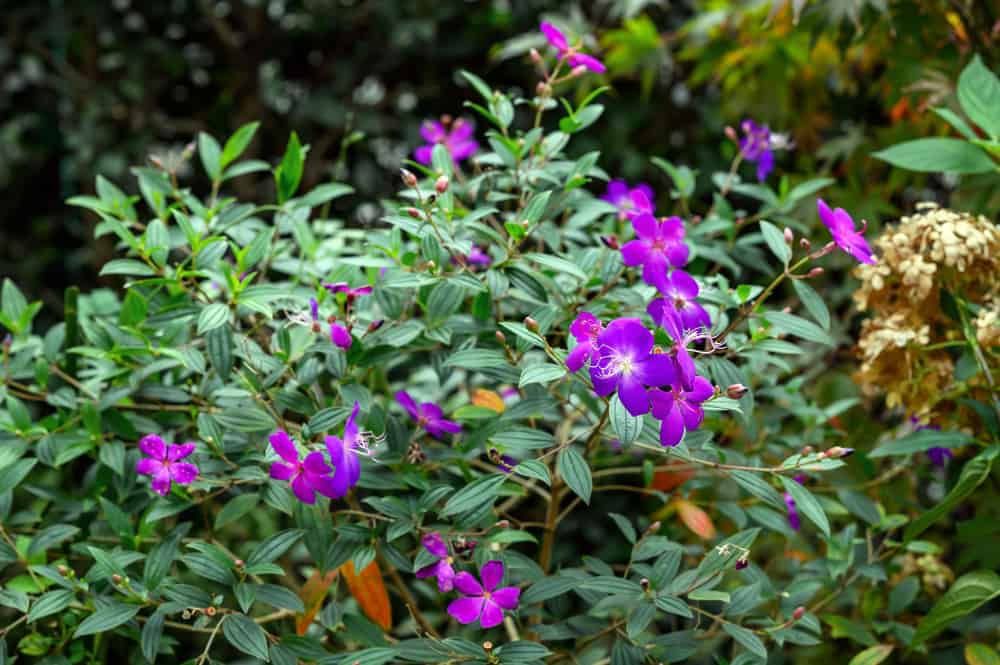 Glory bush (Tibouchina urvilleana) is native to northeastern Brazil and has purple flowers