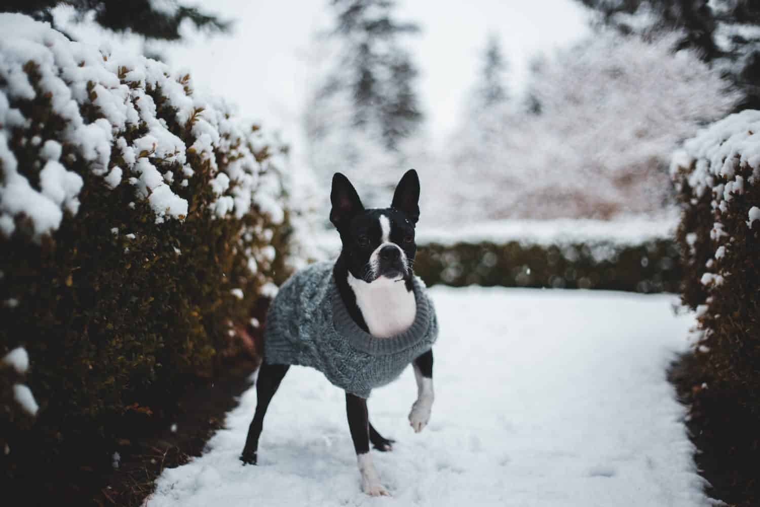Boston Terrier wearing a sweater in the snow