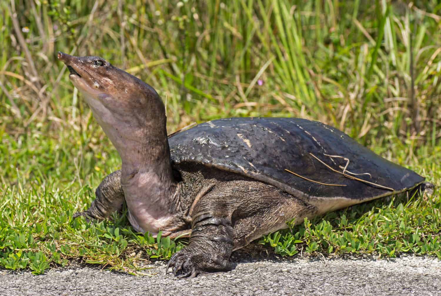Florida Softshell Turtle in the Florida Everglades