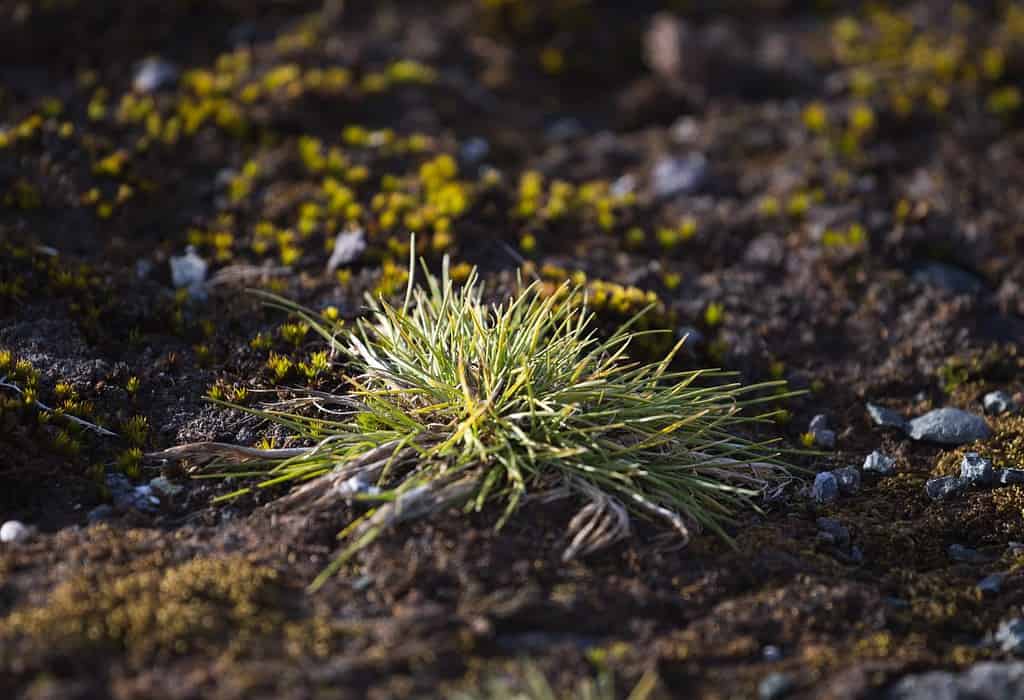 Antarctic hair grass is one of two flowering plants in Antarctica. 