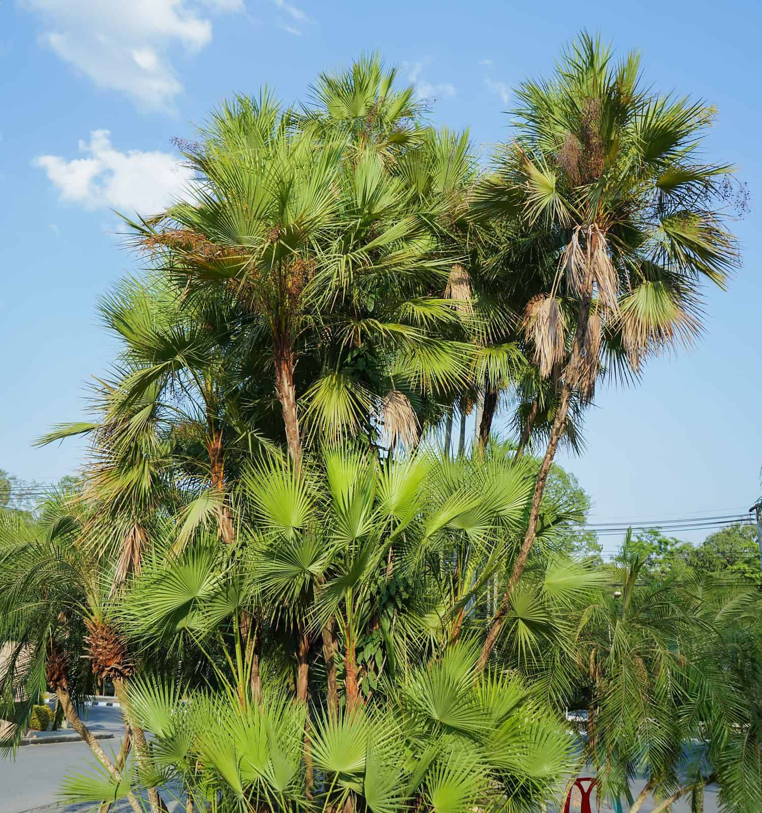  Acoelorrhaphe wrightii palm trees in Thailand 