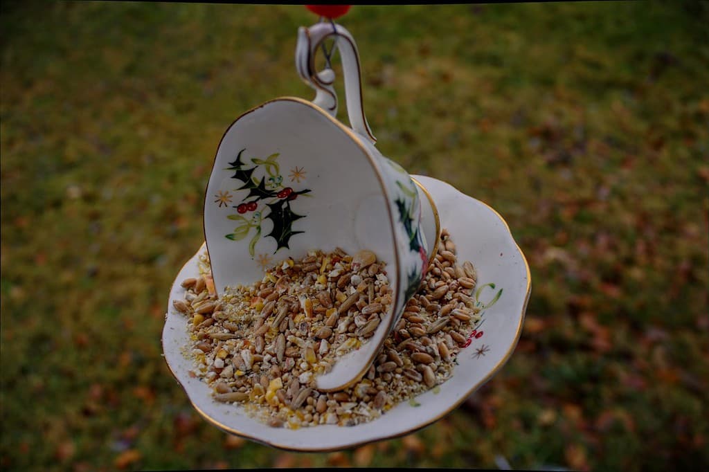 A pretty tea cup bird feeder with holly pattern hanging and viewed from above full of bird seed.