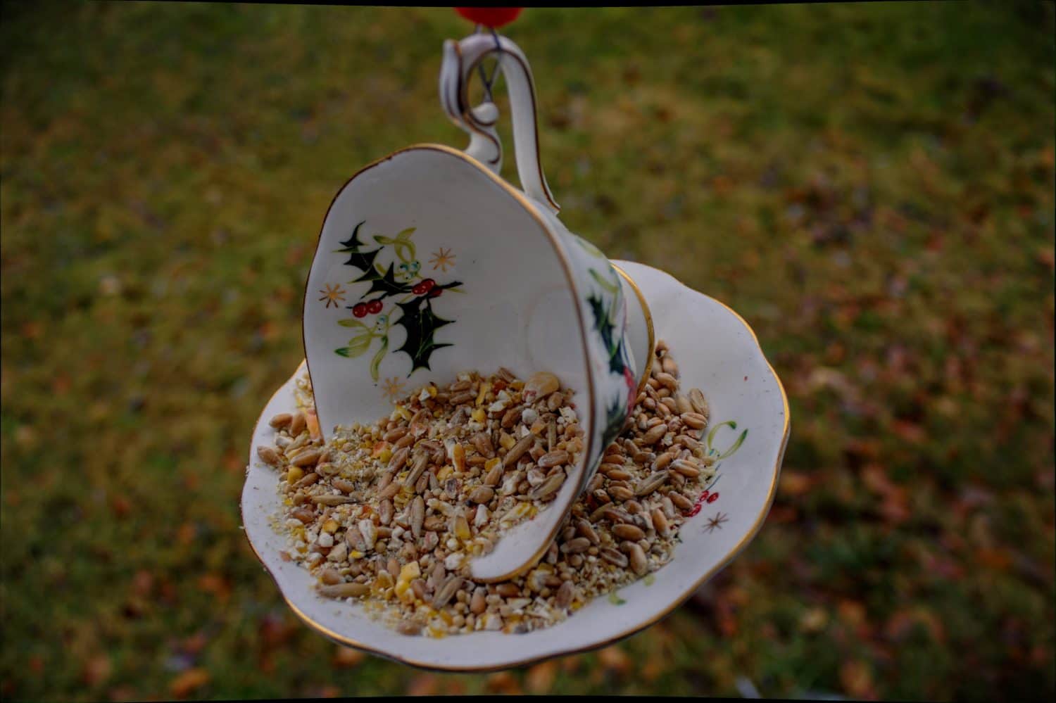 A pretty tea cup bird feeder with holly pattern hanging and viewed from above full of bird seed.