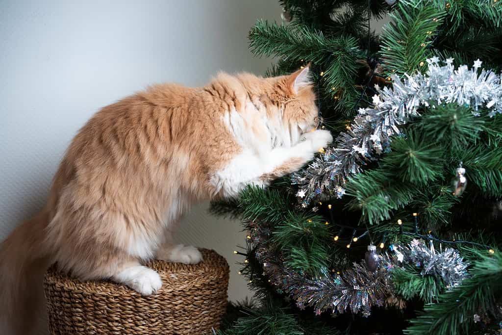 curious ginger white maine coon cat playing with christmas tree decorations