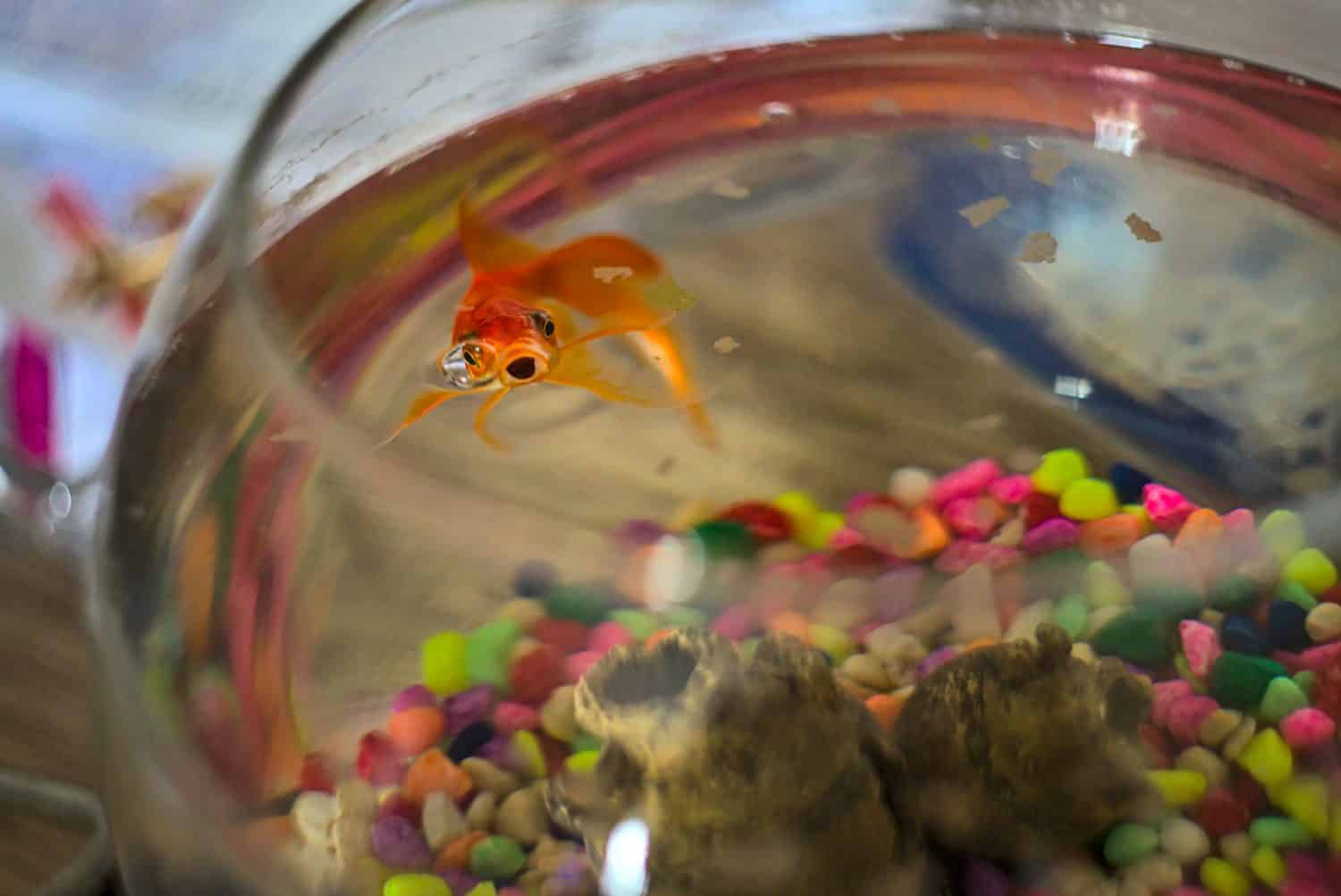 Goldfish swimming in glass bowl with colorful pebbles, opens mouth while eating. Fish food floats on water surface.