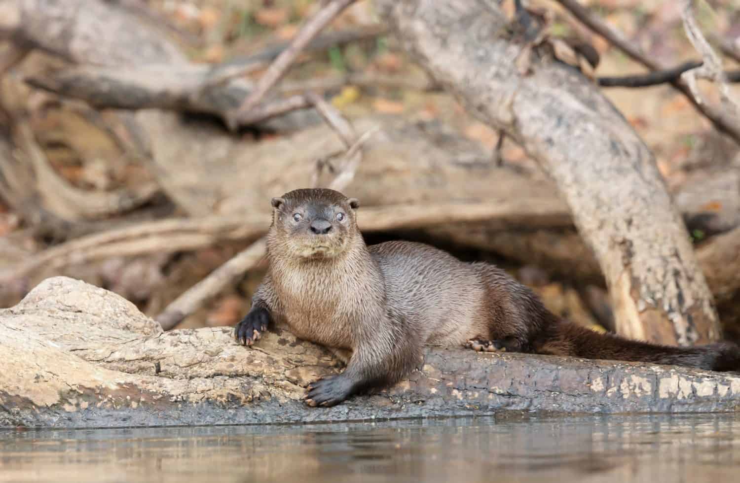 Close up of a neotropical otter lying on a fallen tree on a riverbank, Pantanal, Brazil.