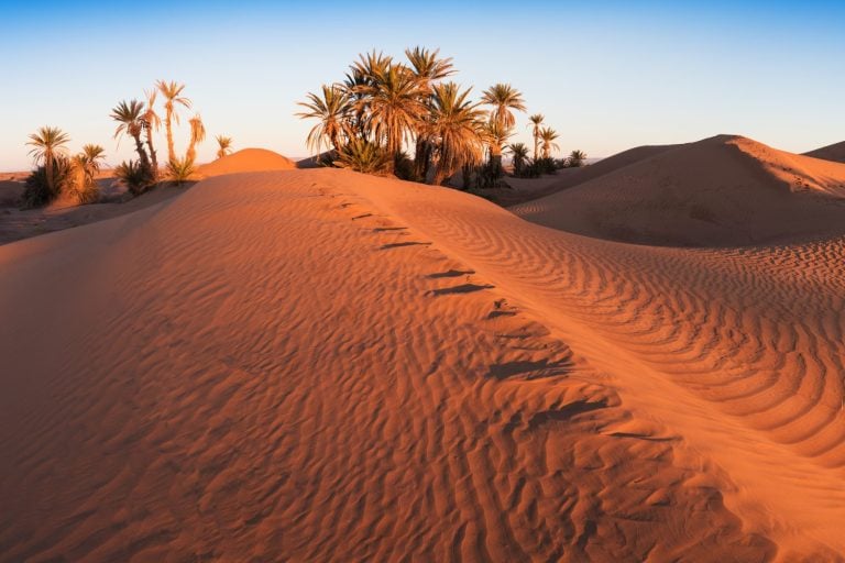 Trees on the Sahara desert, Merzouga, Morocco Colorful sunset in the desert above the oasis with palm trees and sand dunes. Beautiful natural background -African oasis. Global warming in Africa