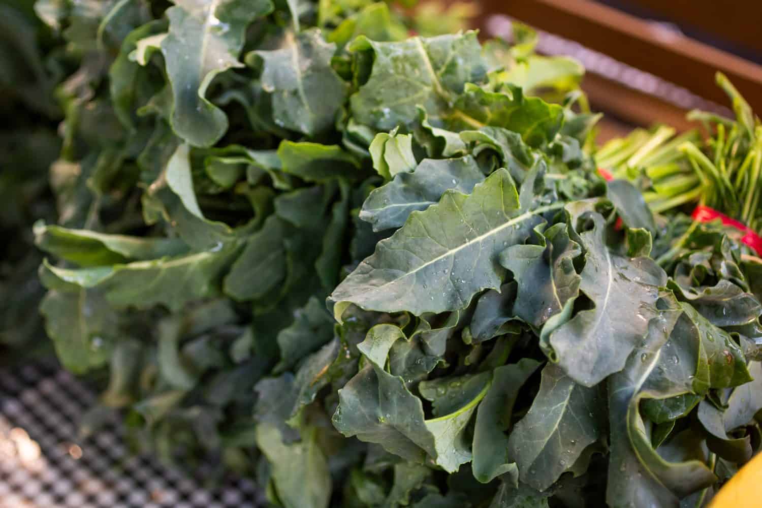 A view of several bunches of spigarello leaves on display at a local farmers market.