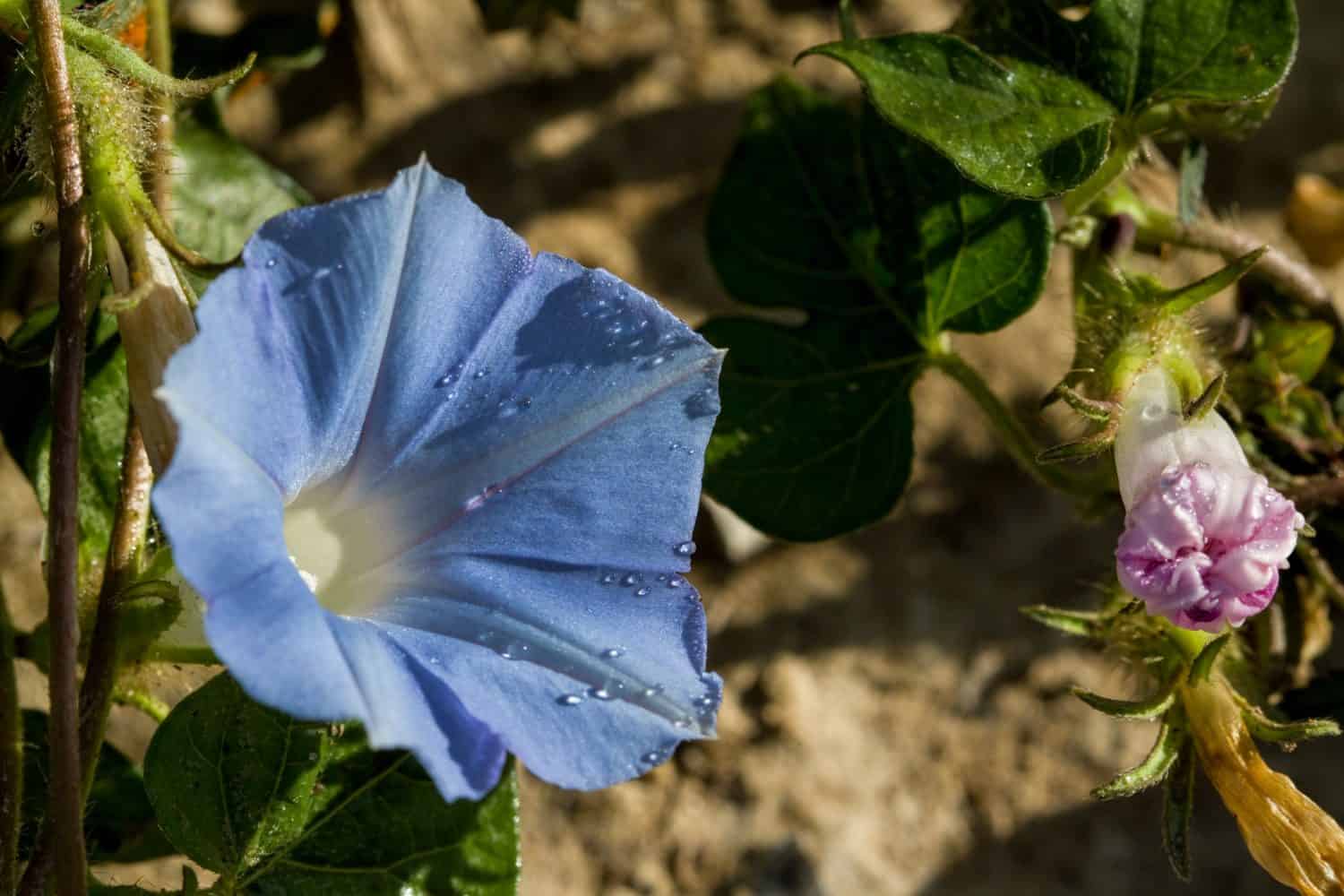 Bright Blue Morning Glory Wildflowers - Ipomoea hederacea