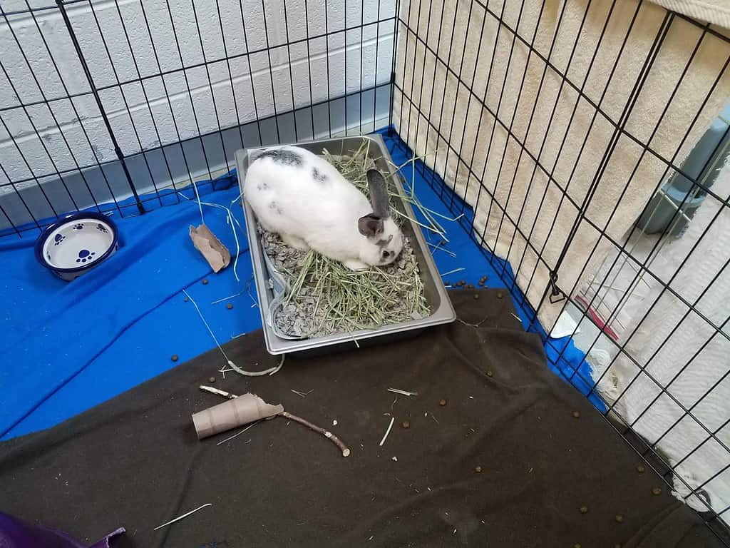 white bunny or rabbit in cage or crate with litter box