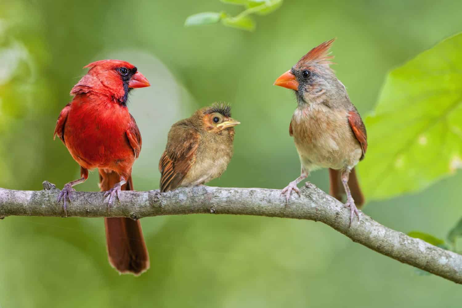 Redbird Family