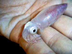 Baby Squid: Amazing Pictures and 6 Incredible Facts Picture