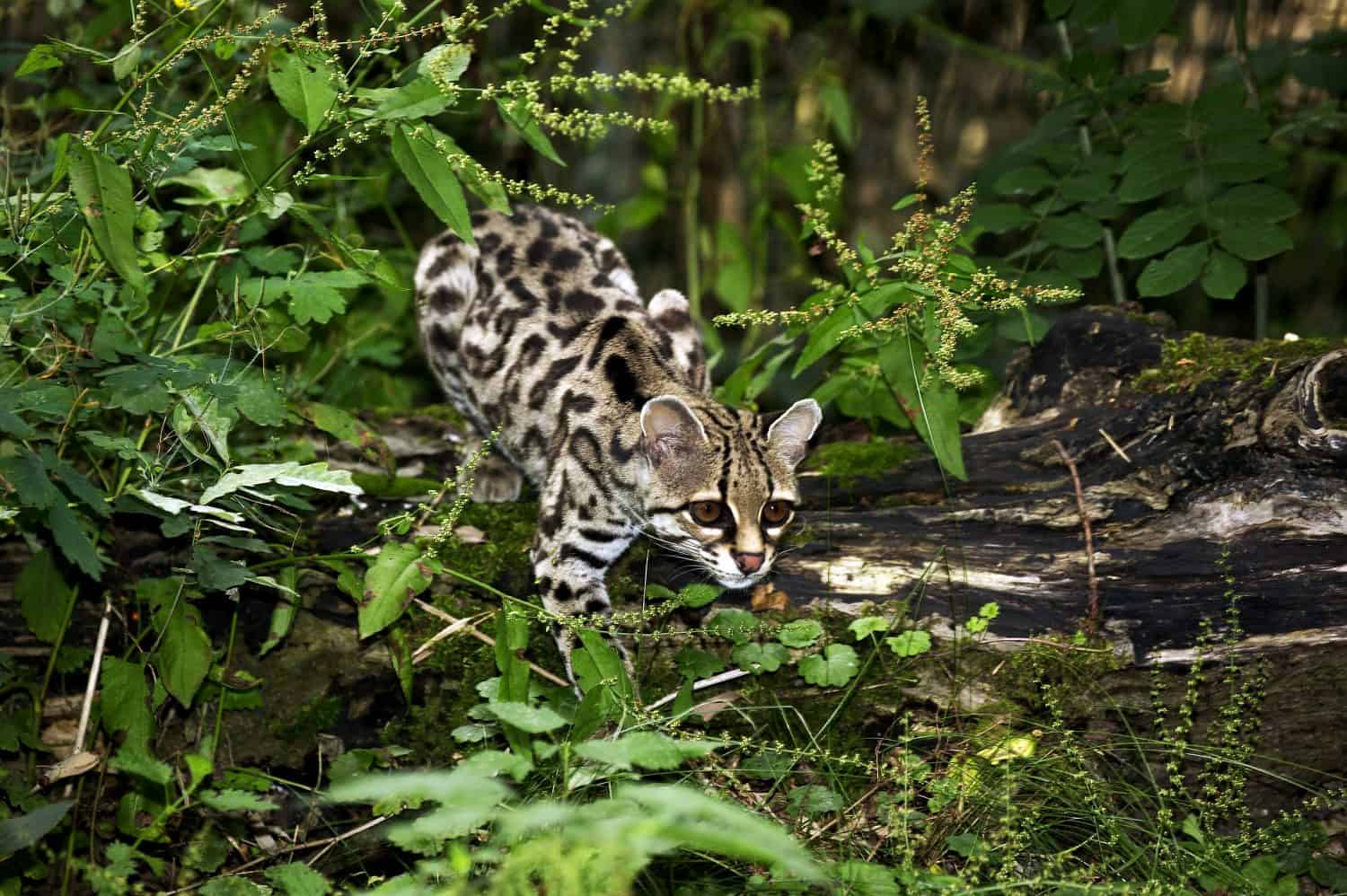 Margay Cat, leopardus wiedi, Adult  
