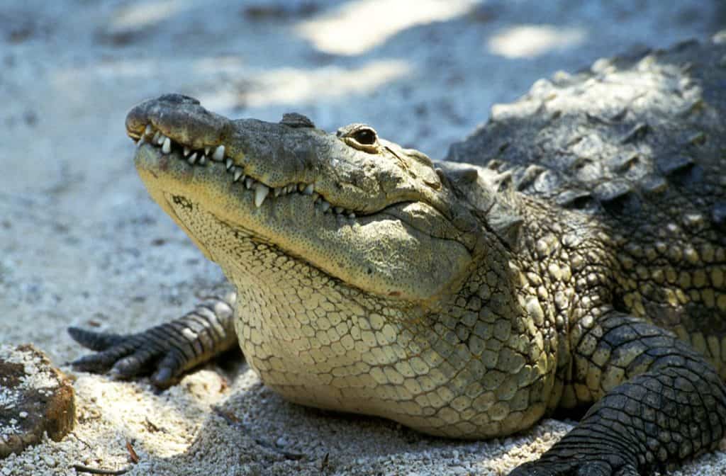 Morelet's Crocodile, crocodilus moreletii, Head of Adult, Honduras