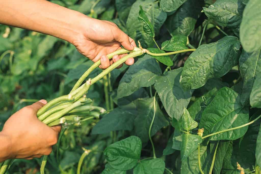 Harvest Yardlong beans organic vegetable garden. Farmer hand picking up ripe Yardlong beans at agricultural field