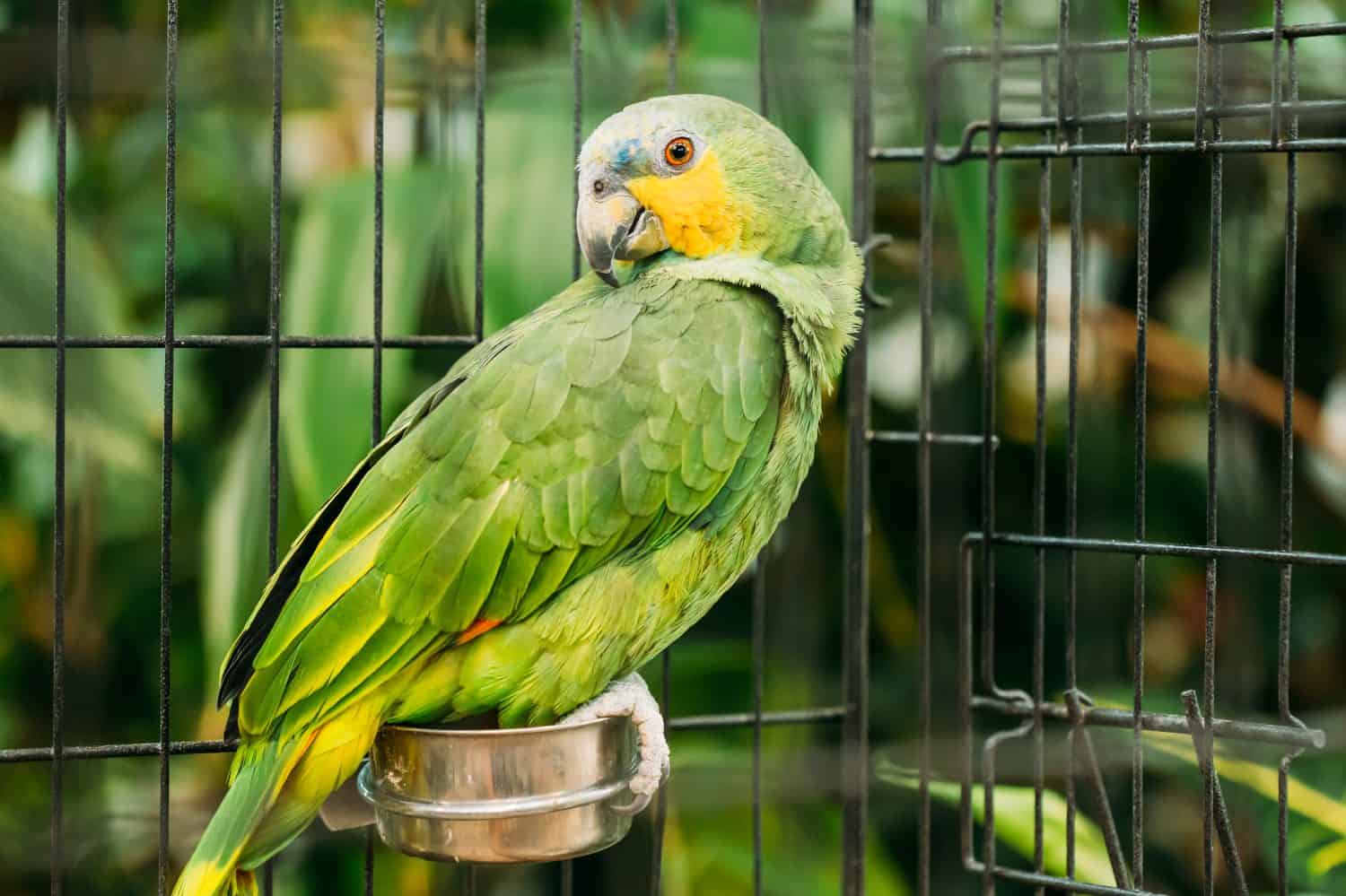 The Orange-winged Amazon Or Amazona Amazonica, Also Known Locally As Orange-winged Parrot And Loro Guaro, Is A Large Amazon Parrot. Wild Bird In Cage.