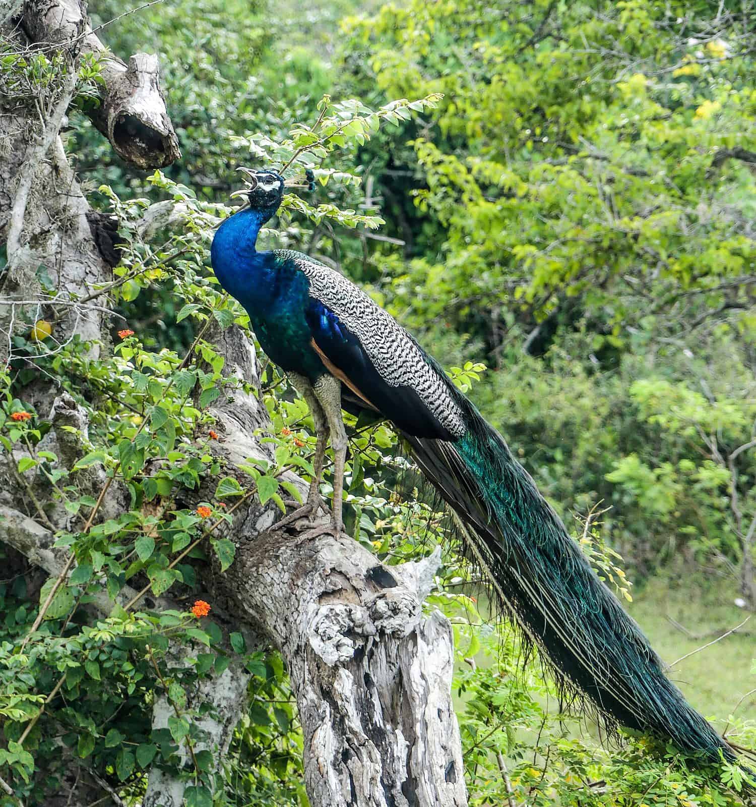 Peacock cawing from its roost in Yala National Park