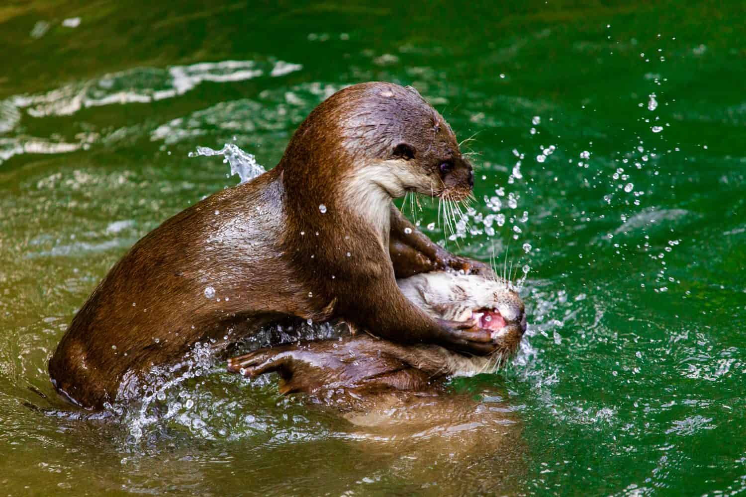 Otters fighting in clear water