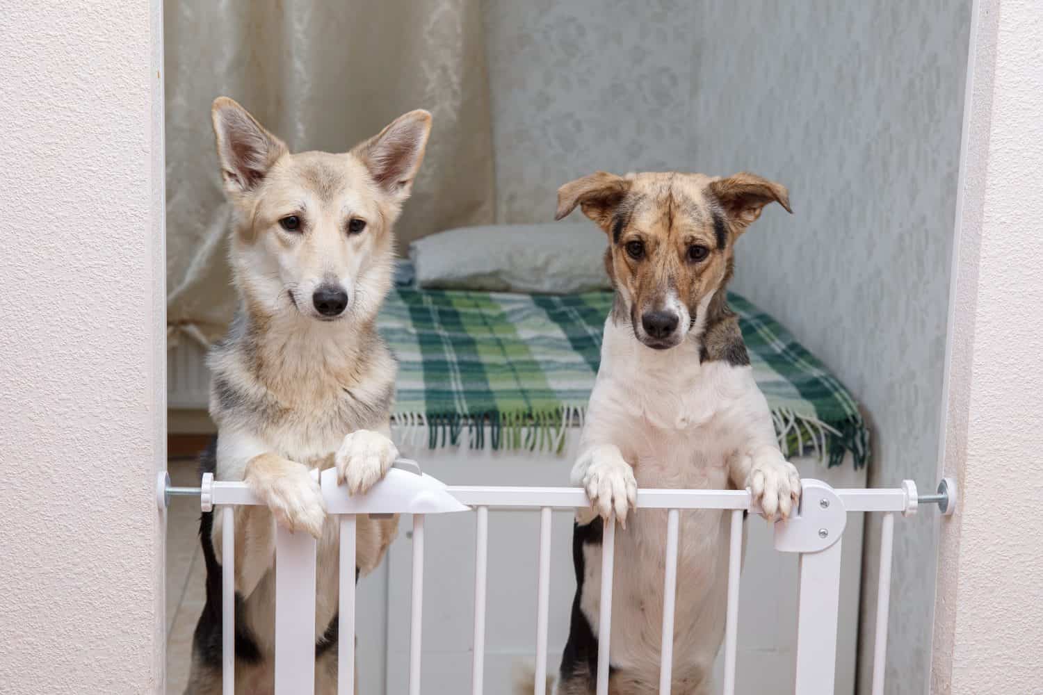 Cute mixed breed dogs standing on hind legs behind safety gate and waiting for food at home