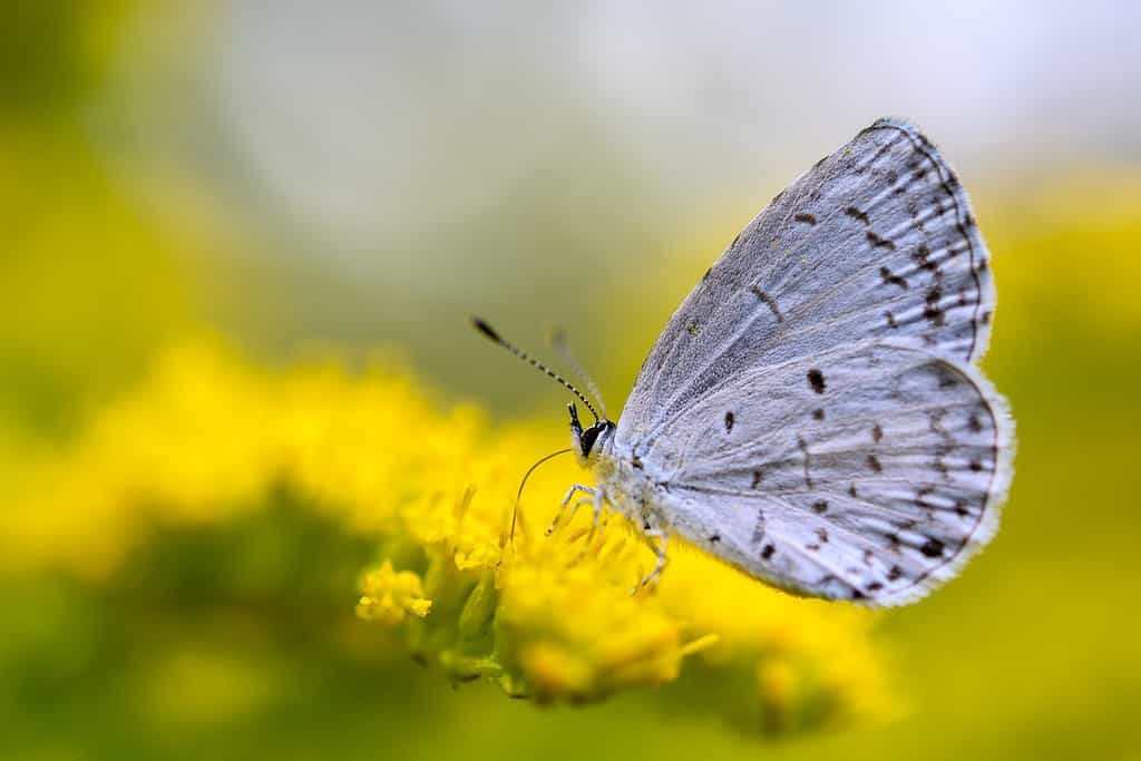 Karner blue butterfly, Plebejus melissa samuelis, on goldenrod. It is now endangered due to the destruction of wild blue lupine habitat that is the only food it's larvae feed on.