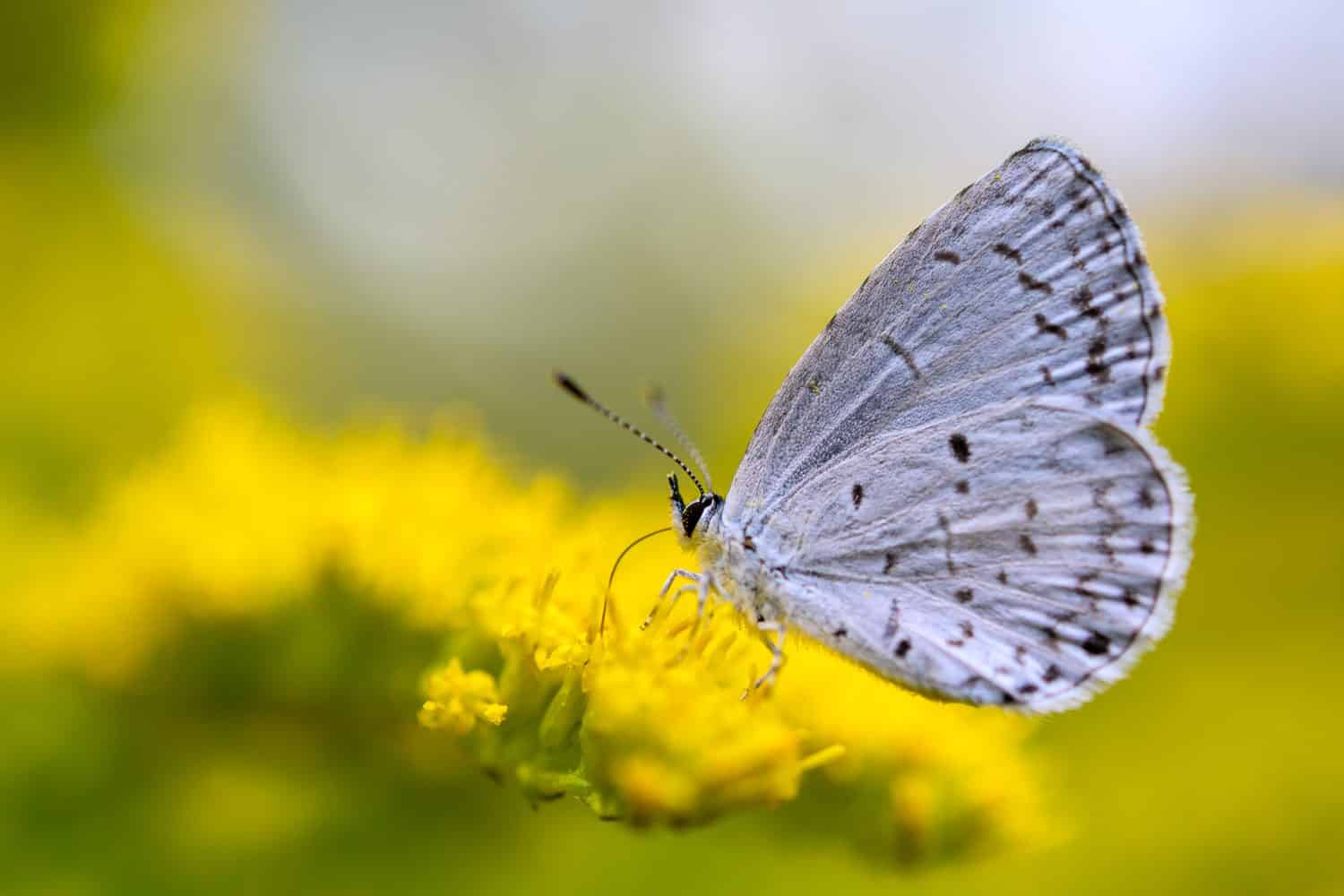 Karner blue butterfly, Plebejus melissa samuelis, on goldenrod. It is now endangered due to the destruction of wild blue lupine habitat that is the only food it's larvae feed on.