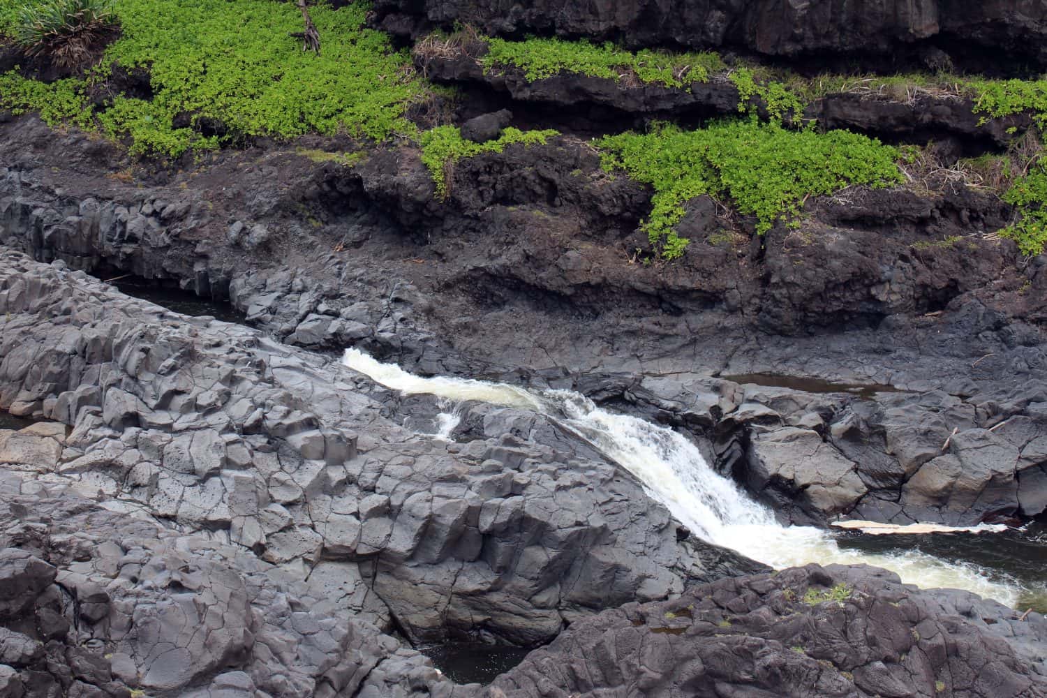 A section of Palikea Stream, Oheo Gulch, Seven Sacred Pools, running through volcani rock with Scaevola taccada plants growing in the rock, Maui, Hawaii, USA