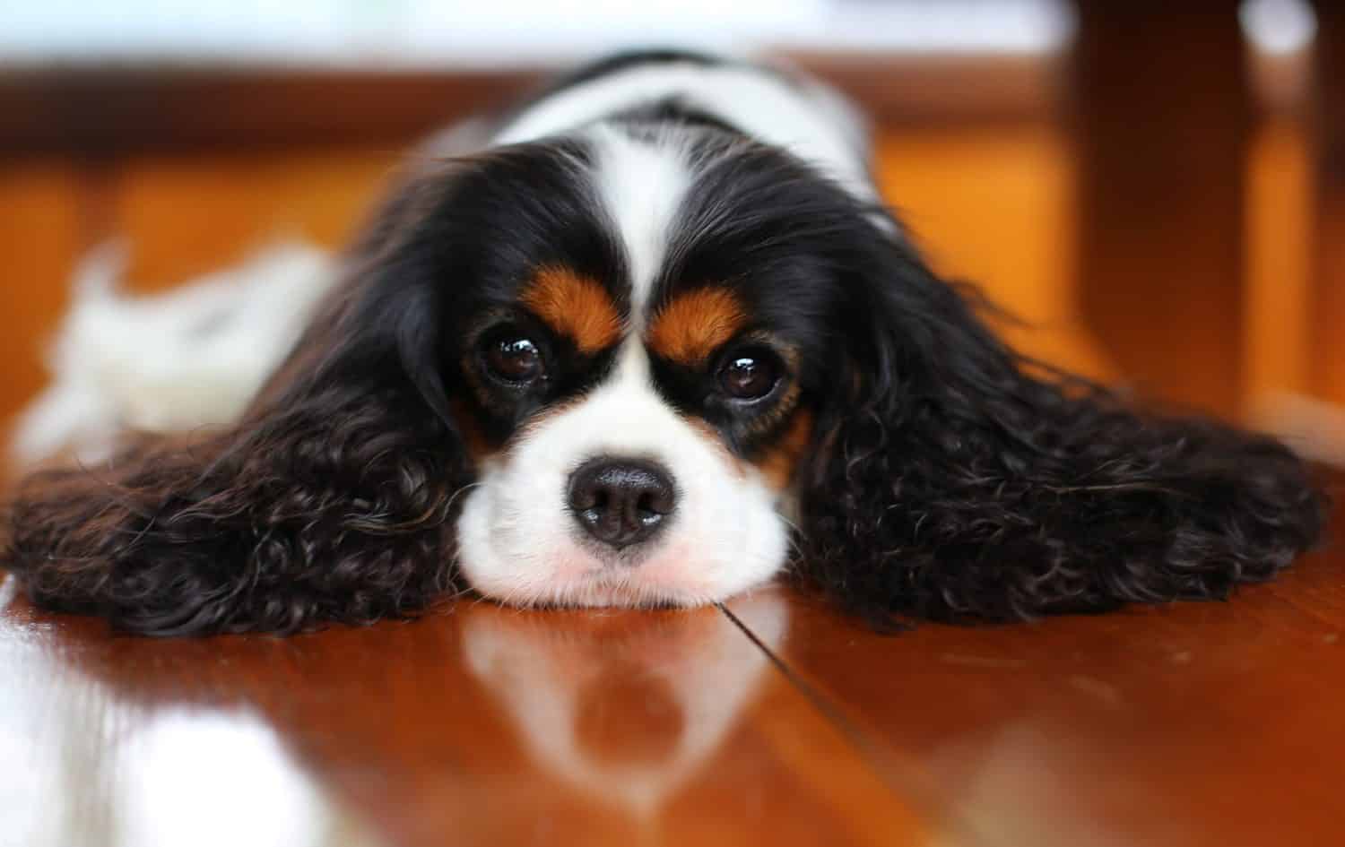 cavalier King Charles spaniels are prone to obesity.
