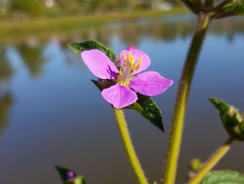 A purple, four-petaled cane tibouchina (Tibouchina herbacea) flower in the edge of a greenish-colored dam, with a highlight for its yellow, falciform stamens.