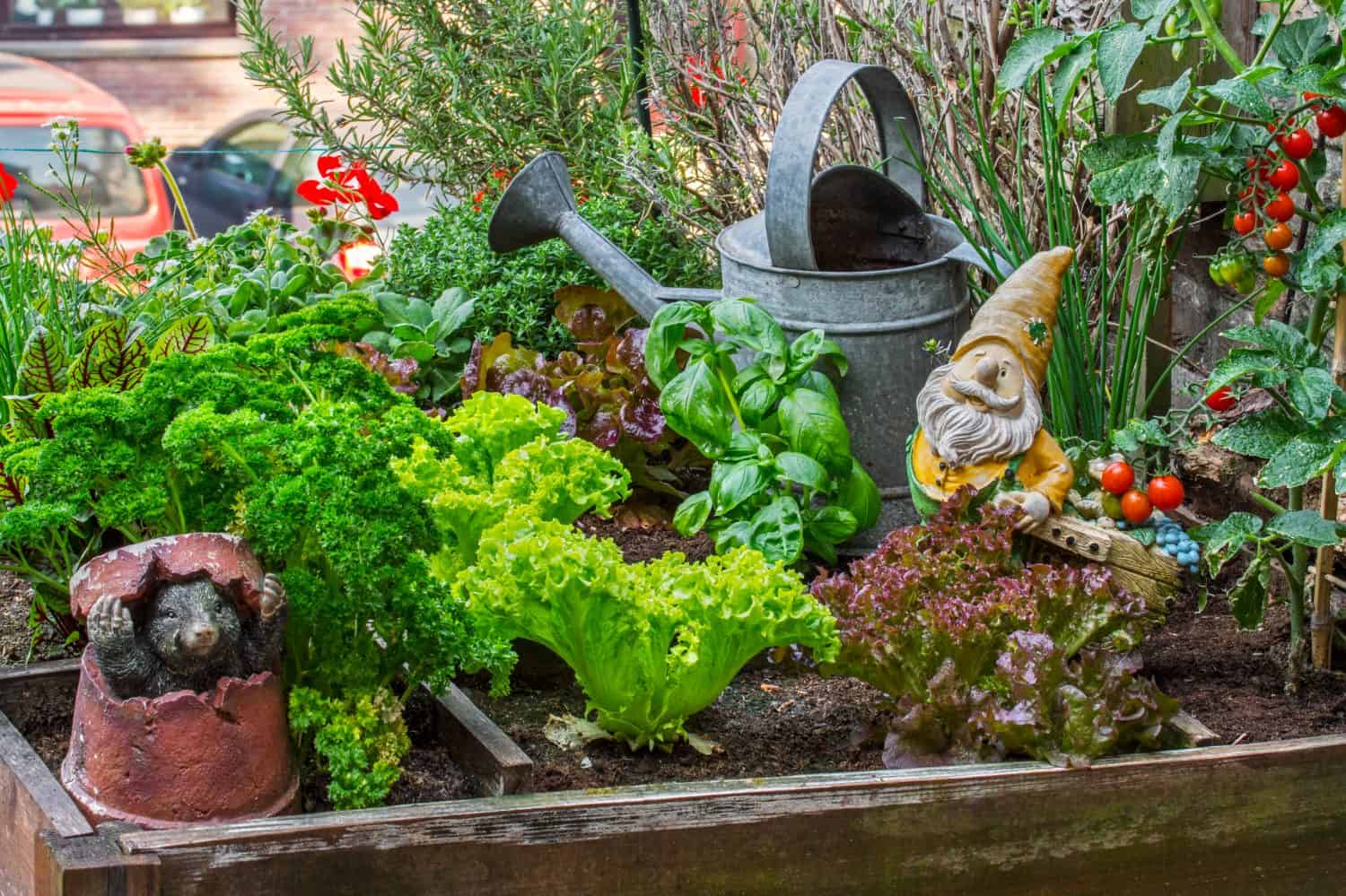 Garden gnome ornament figurine among different species of lettuce, herbs, tomatoes and greens in wooden box of raised square foot garden on balcony