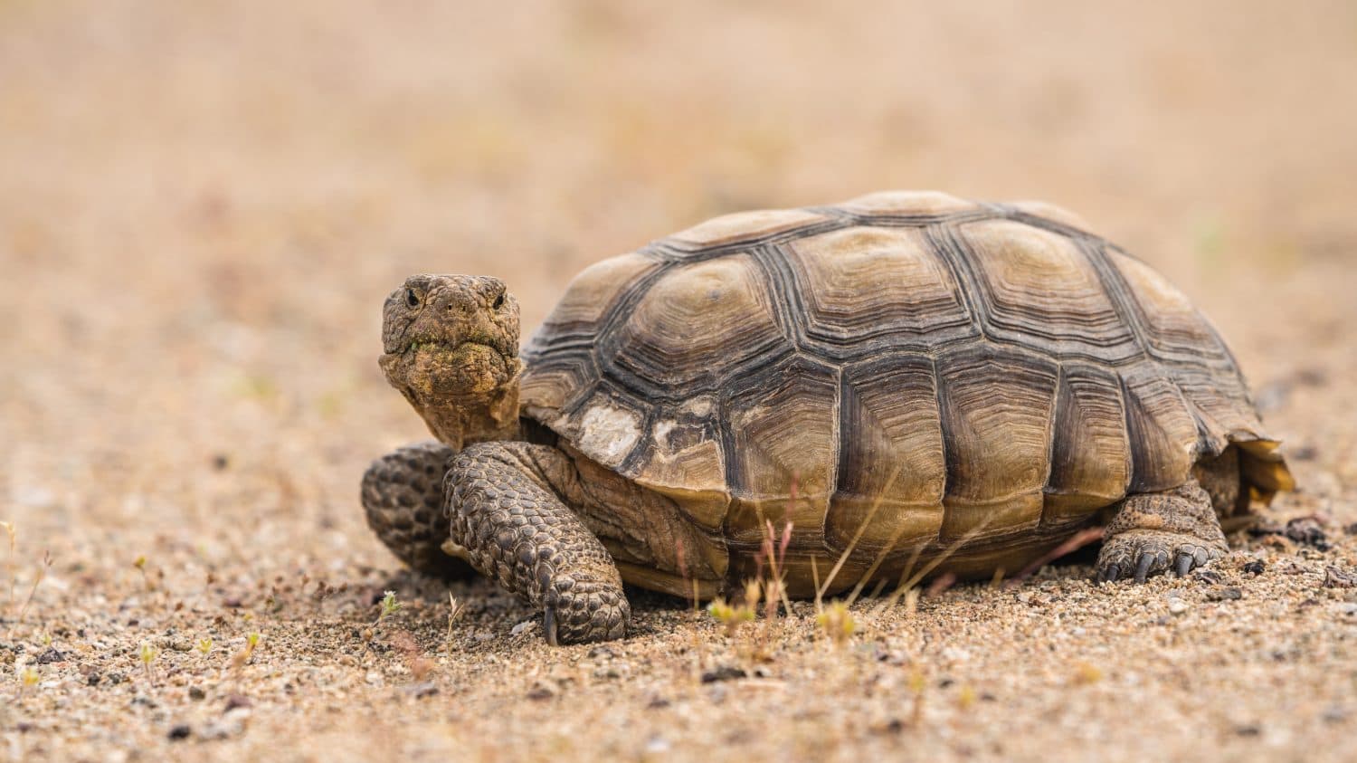 A wild desert tortoise or Gopherus agassizii, on the sandy desert floor in the Mojave Desert, California.