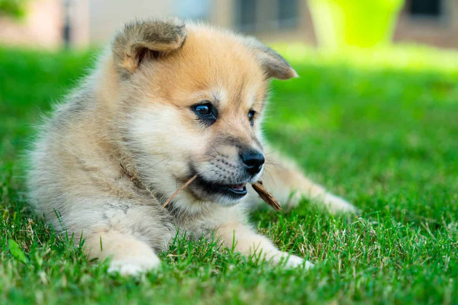 Puppy playing with stick in green grass during spring time , Adorable Cute Pomsky Puppy dog , a husky mixed with a Pomeranian