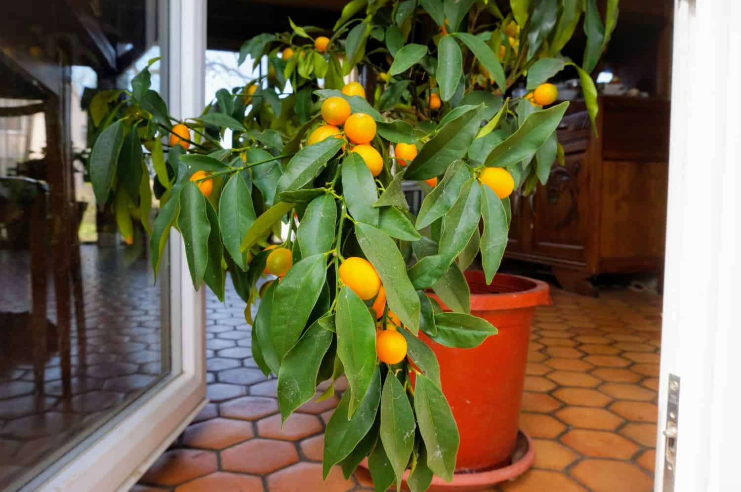 A fruiting lemon tree planted in a pot inside a house, installed at a window on a tiled floor, featuring big ripe orange fruits and green leaves