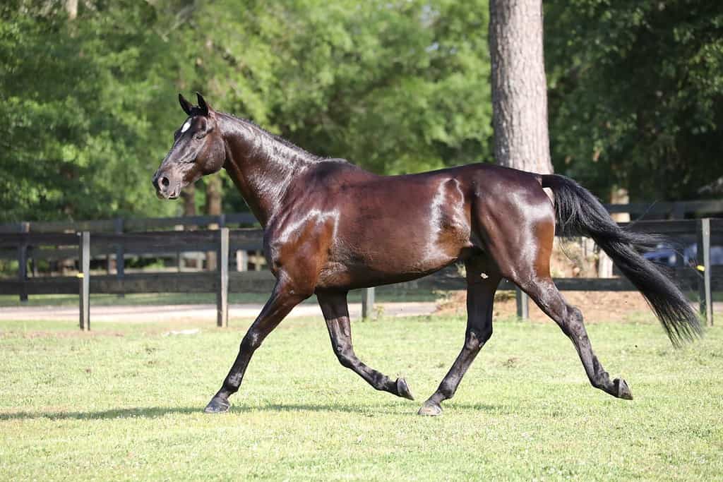 Dark Bay Irish Sport Horse trotting in a paddock