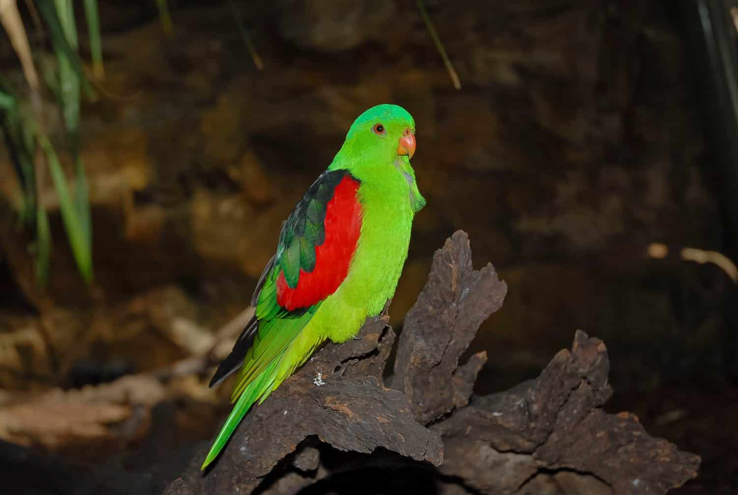 Red-winged parrot (Aprosmictus erythropterus) Queensland, Australia