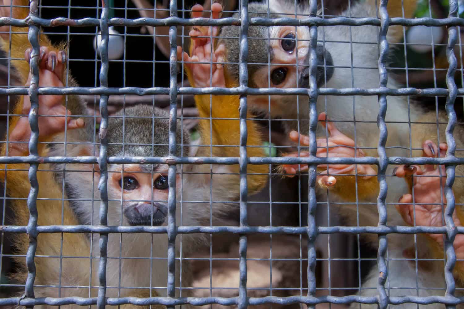 The squirrel monkey is locked in a cage.