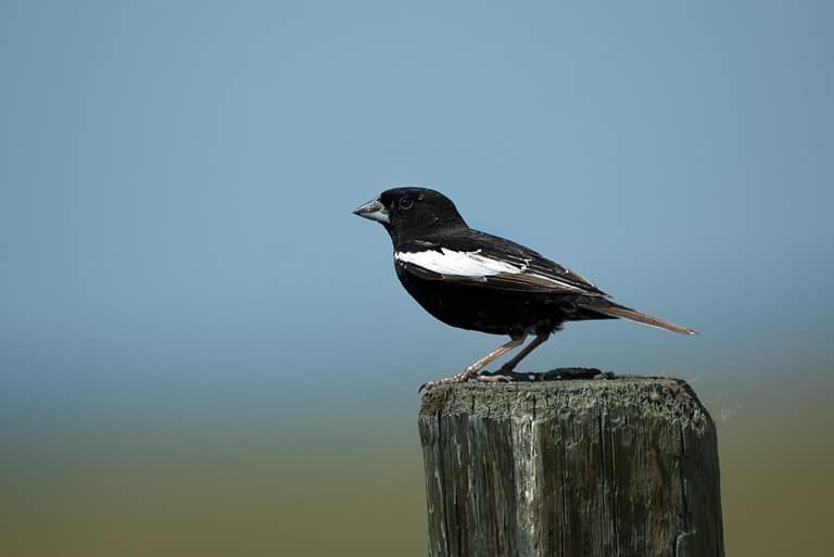 Male Lark Bunting - Grasslands National Park, Saskatchewan